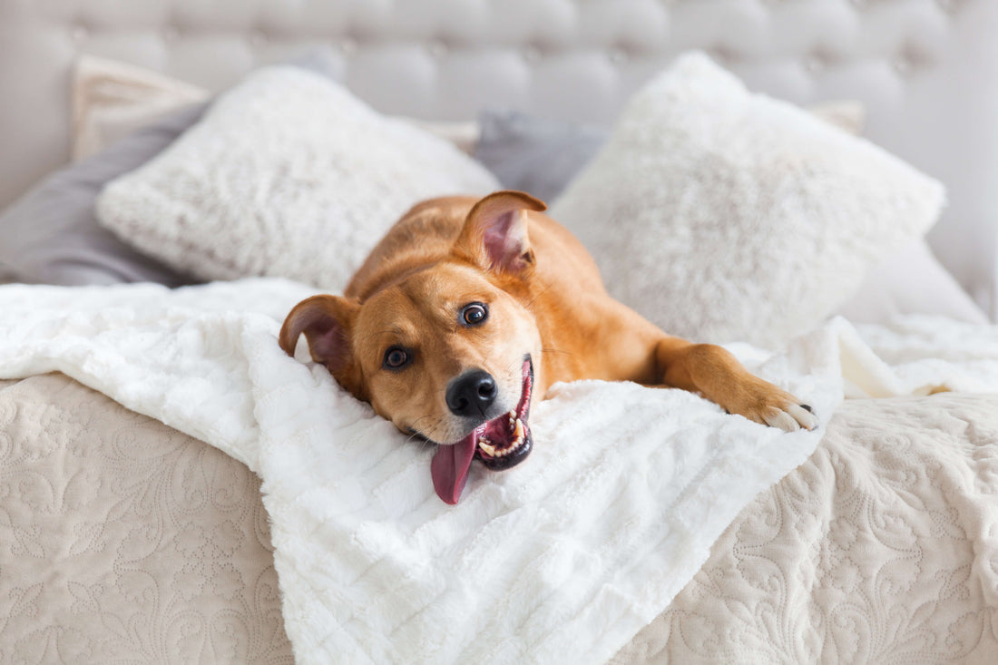 Dog laying happily in modern white bedroom after safe at-home nail trim.