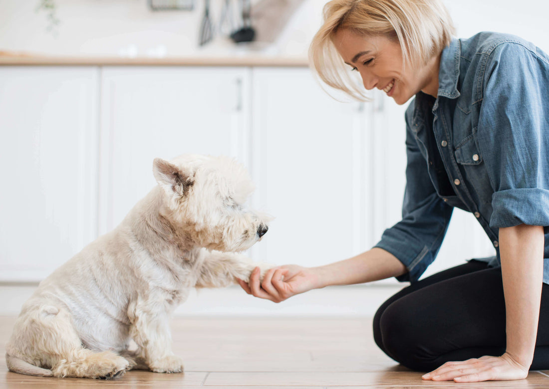Dog sitting on a kitchen floor while their owner gently holds their paw during a calm grooming moment.