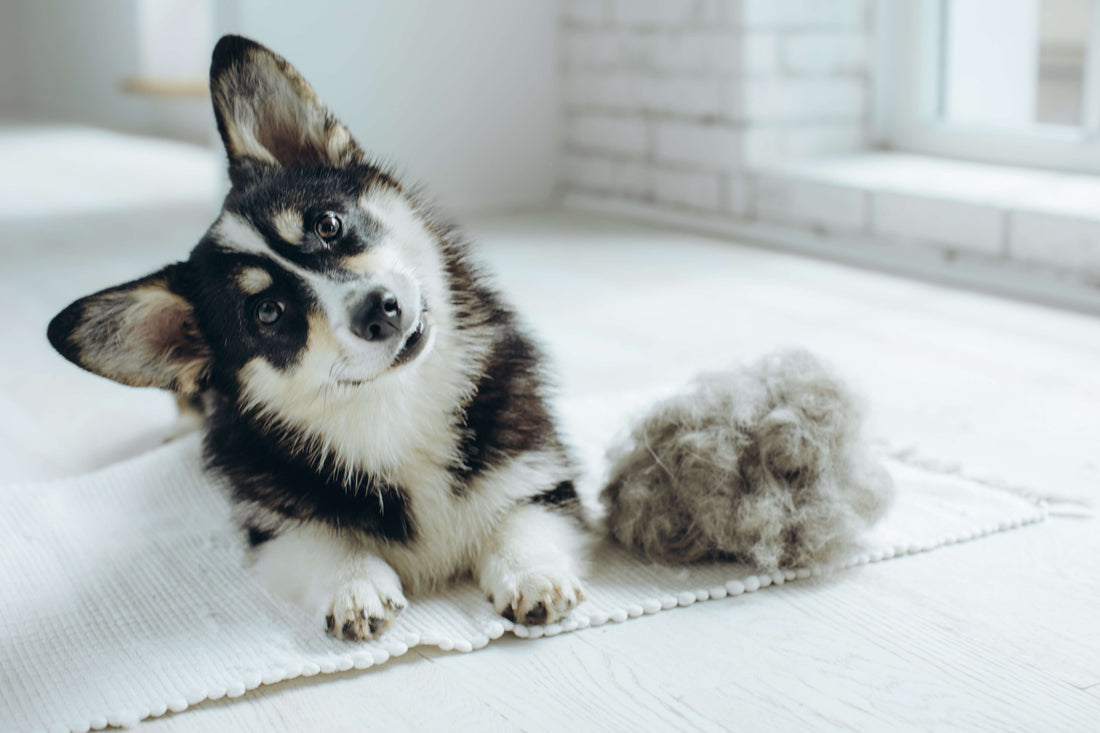 Dog laying on modern white rug in white livingroom.