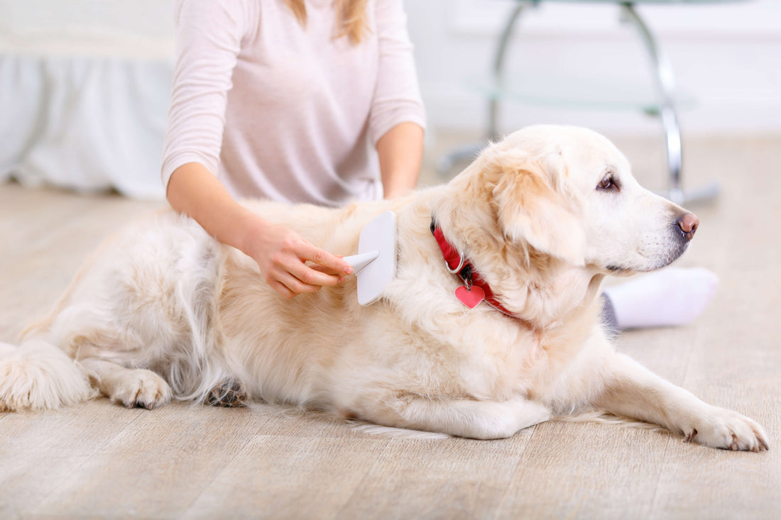 Golden Retriever lying on a wooden floor while their owner gently brushes their back with a grooming brush.