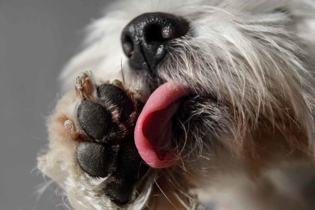 Dog licking paws due to allergies before getting at-home relief.