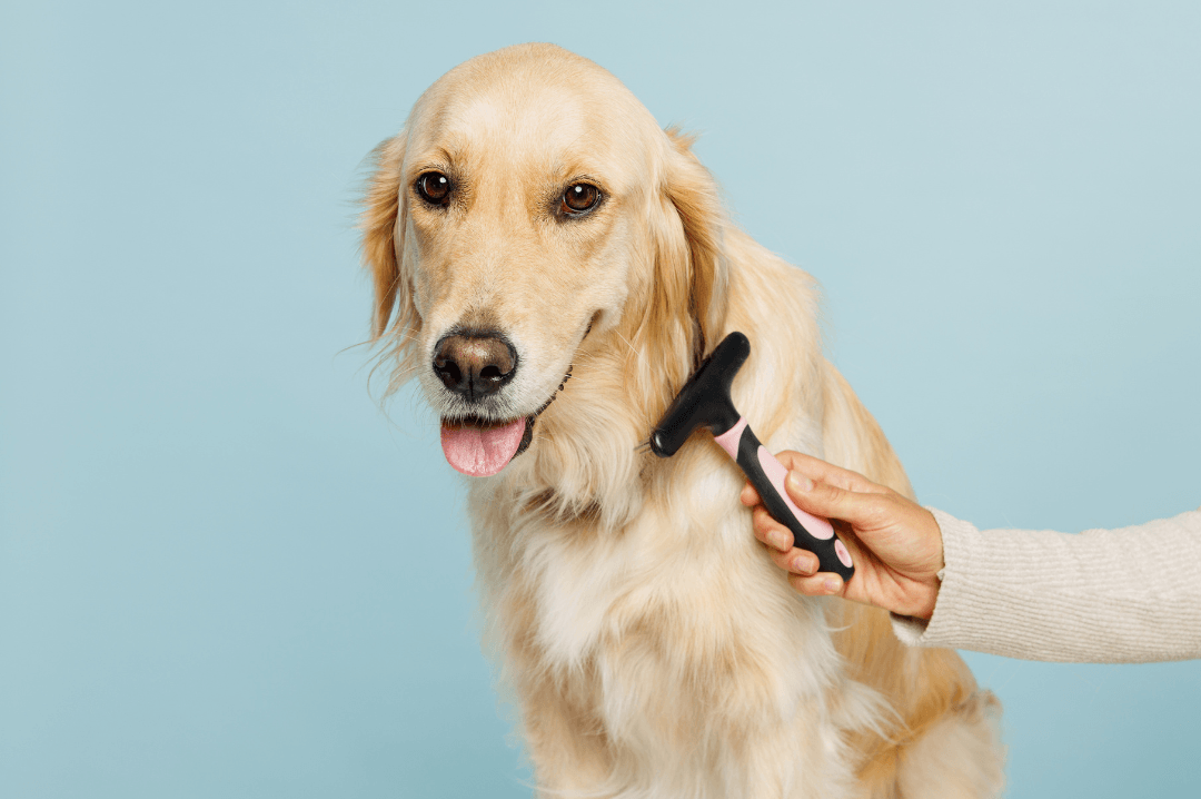 Dog being treated for excessive dog shedding.