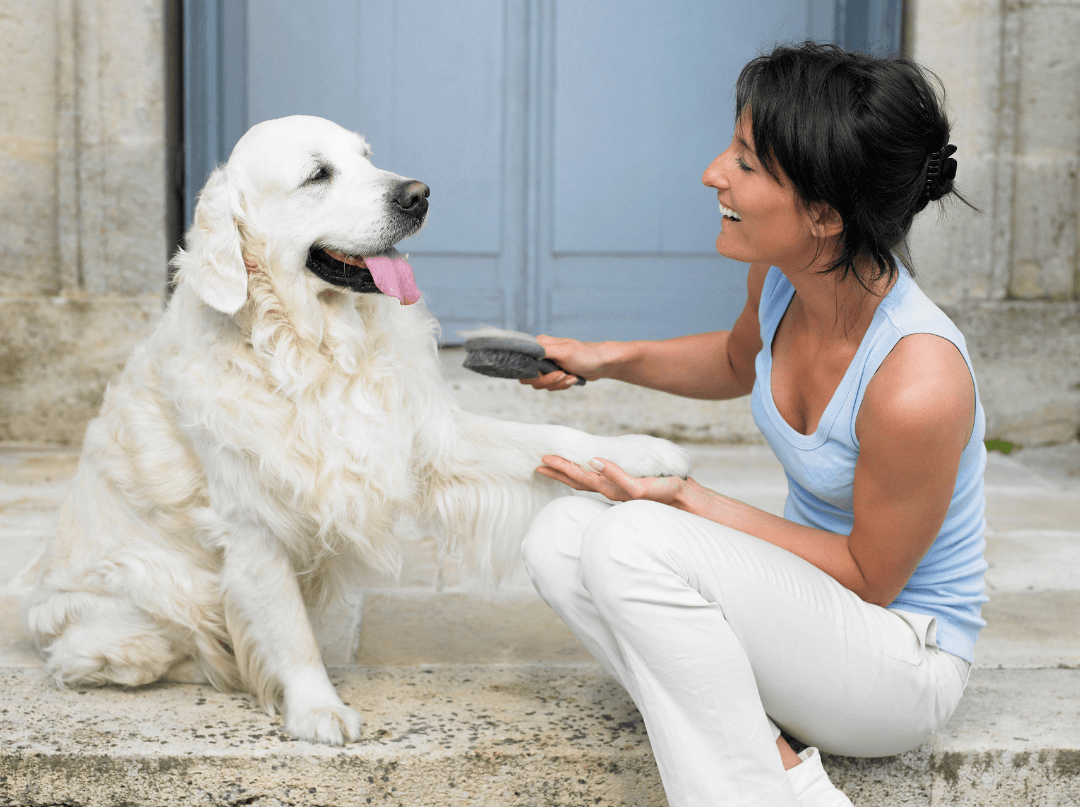 Dog being brushed on modern marble steps.