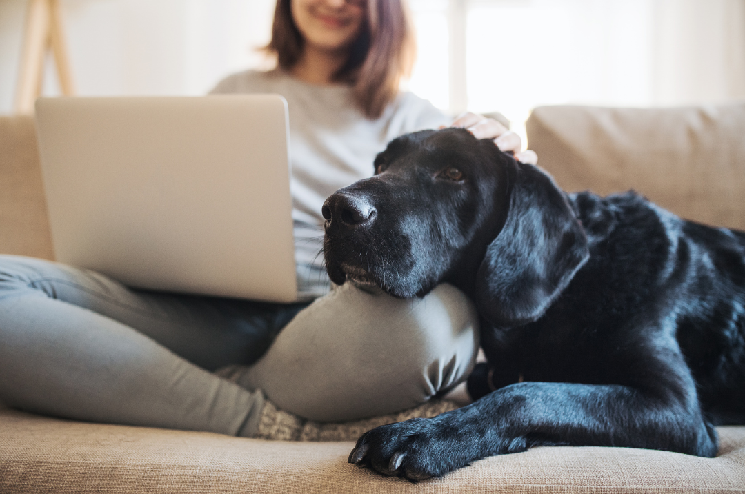Dog sitting on owners lap in modern livingroom after paw wellcare. 