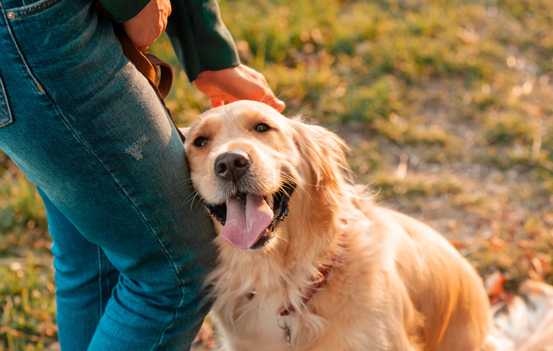 Happy dog sitting on a trail, leaning against their owner’s leg, showing a calm and connected moment during an outdoor walk.