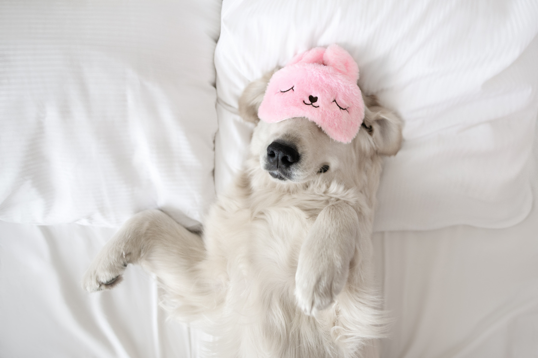 Dog laying on its back on a clean bed with eye shades on