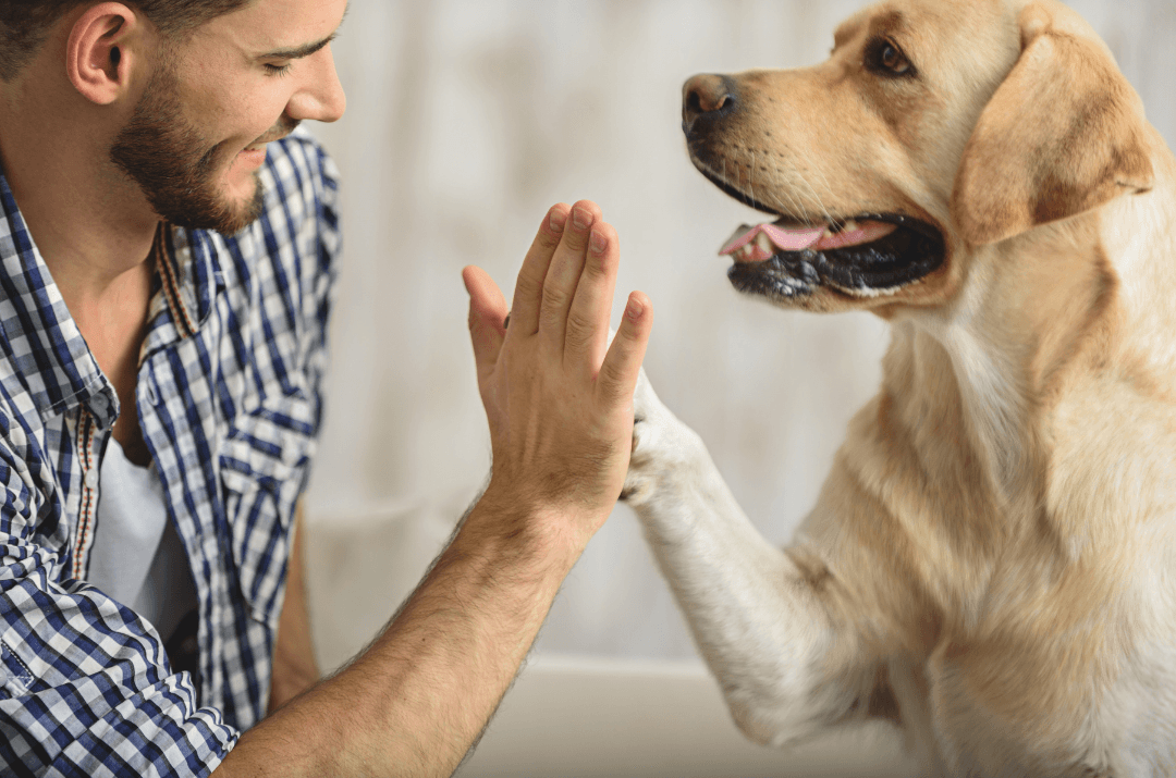 Happy dog and owner high fiving with modern minimal background.