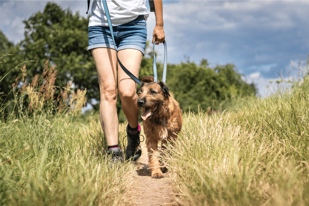 Dog on walk with owner on grass trail. 